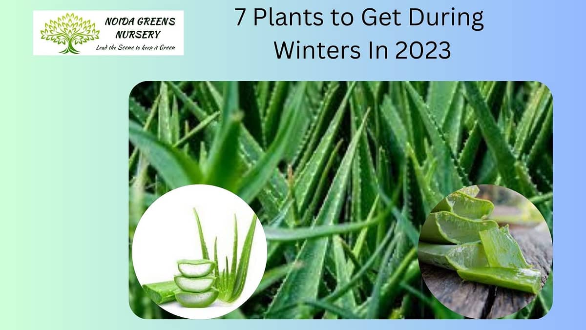 7 Plants to Get During Winters In 2023