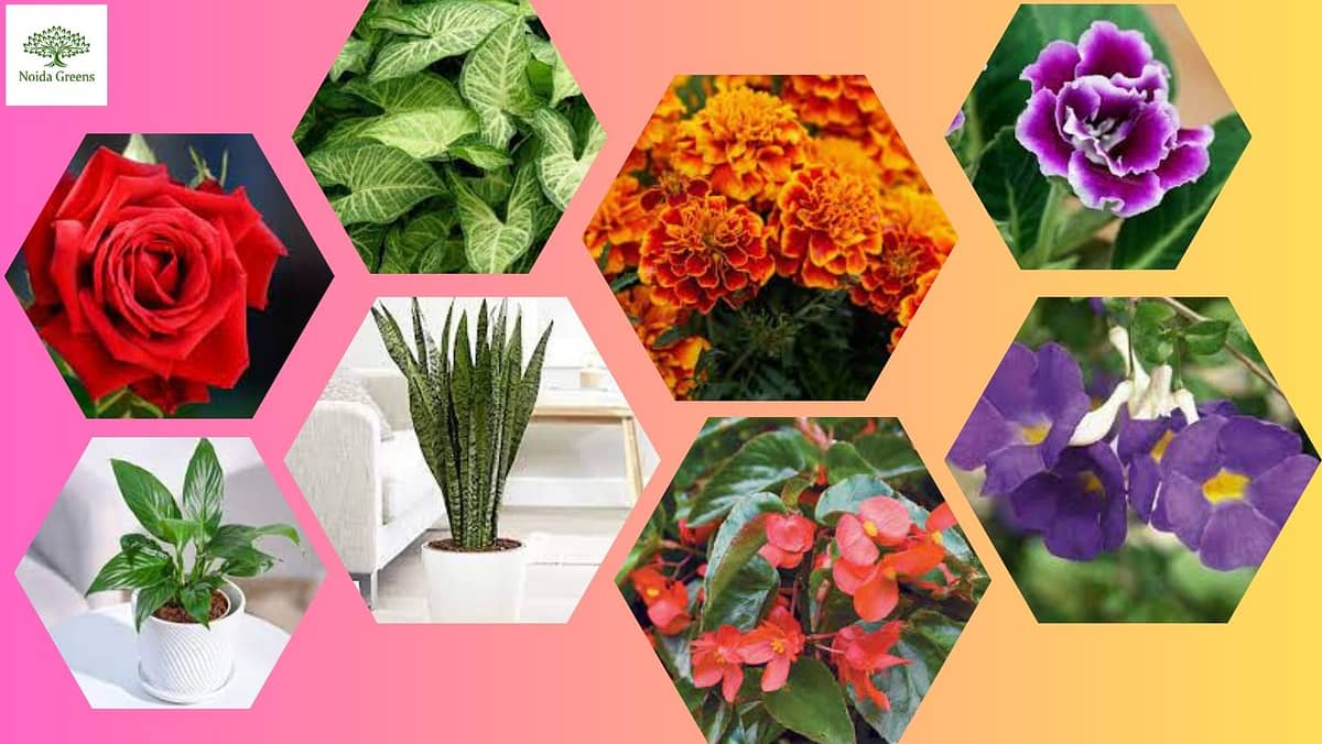 Low-maintenance all-season flowering plants in Noida