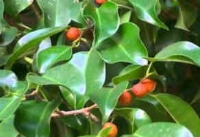 Seasonal Plants Noida | Noida Greens Nursery