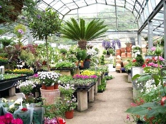 6 Medicinal Plant to Use in Balcony or in Garden in 2023 | Plant Nursery in Delhi NCR