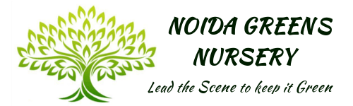 Noida Green Nursery-Fruit plants in Noida | Seasonal plants Noida | Noida Greens Nursery